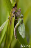 Green Hawker (Aeshna viridis)