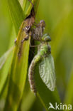 Groene glazenmaker (Aeshna viridis) 