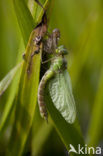 Groene glazenmaker (Aeshna viridis) 