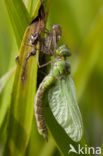 Groene glazenmaker (Aeshna viridis) 