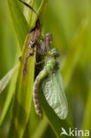 Groene glazenmaker (Aeshna viridis) 