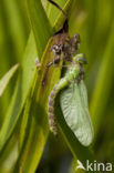 Green Hawker (Aeshna viridis)