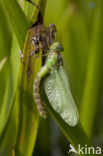 Groene glazenmaker (Aeshna viridis) 