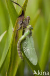 Green Hawker (Aeshna viridis)