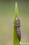 Groene glazenmaker (Aeshna viridis) 