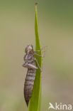 Green Hawker (Aeshna viridis)