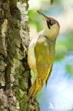 Groene Specht (Picus viridis) 