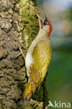 Groene Specht (Picus viridis) 