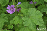 Common Mallow (Malva sylvestris)