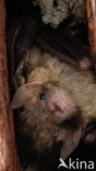 brown big-eared bat (Plecotus auritus)