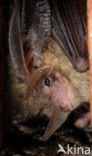 brown big-eared bat (Plecotus auritus)