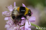 Grote fophommel (Arctophila bombiformis)