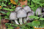 Grote kale inktzwam (Coprinus atramentarius)