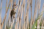 Grote Karekiet (Acrocephalus arundinaceus) 