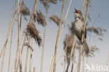 Grote Karekiet (Acrocephalus arundinaceus) 