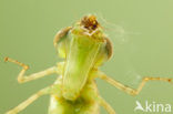 Emperor Dragonfly (Anax imperator)