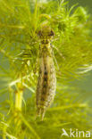 Grote keizerlibel (Anax imperator)