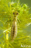 Grote keizerlibel (Anax imperator)