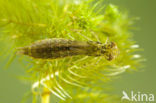 Grote keizerlibel (Anax imperator)