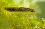 Grote keizerlibel (Anax imperator)