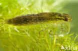 Grote keizerlibel (Anax imperator)