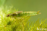 Grote keizerlibel (Anax imperator)