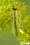 Grote keizerlibel (Anax imperator)