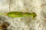 Grote keizerlibel (Anax imperator)