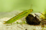 Grote keizerlibel (Anax imperator)