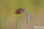 Grote pantserjuffer (Lestes macrostigma)