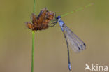 Grote pantserjuffer (Lestes macrostigma)