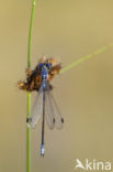 Grote pantserjuffer (Lestes macrostigma)