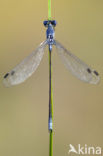 Grote pantserjuffer (Lestes macrostigma)