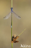 Grote pantserjuffer (Lestes macrostigma)