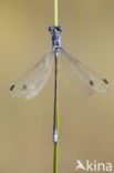 Grote pantserjuffer (Lestes macrostigma)