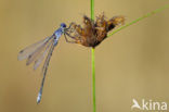 Grote pantserjuffer (Lestes macrostigma)