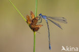 Grote pantserjuffer (Lestes macrostigma)