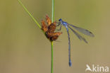 Grote pantserjuffer (Lestes macrostigma)