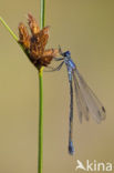 Grote pantserjuffer (Lestes macrostigma)