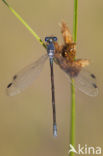 Grote pantserjuffer (Lestes macrostigma)