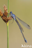 Grote pantserjuffer (Lestes macrostigma)