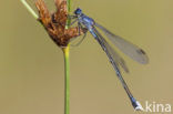 Grote pantserjuffer (Lestes macrostigma)