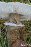 Grote parasolzwam (Macrolepiota procera)