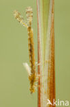 Red-eyed Damselfly (Erythromma najas)