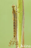 Red-eyed Damselfly (Erythromma najas)