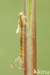Grote roodoogjuffer (Erythromma najas)