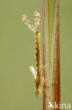 Red-eyed Damselfly (Erythromma najas)