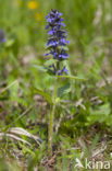 Blue Bugle (Ajuga genevensis)