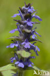 Harig zenegroen (Ajuga genevensis)