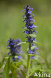 Blue Bugle (Ajuga genevensis)